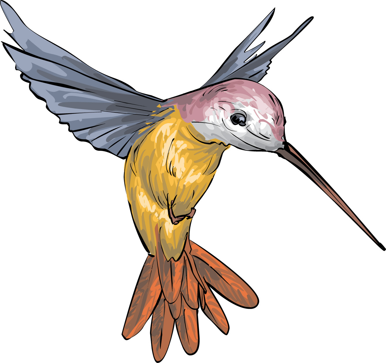 Bella the Hummingbird